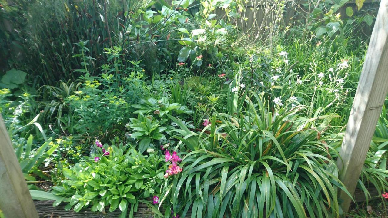 אוקלנד Shelly Beach Studio, Waiheke Island מראה חיצוני תמונה